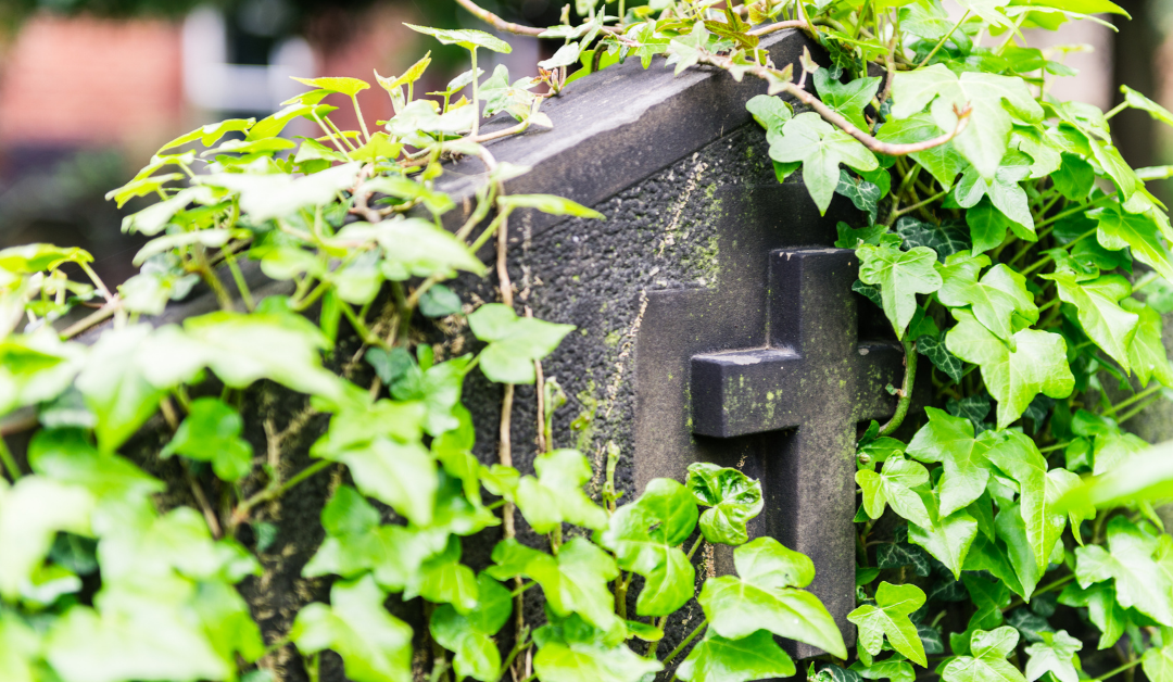 What’s Involved in an Eco-Friendly Funeral Service?